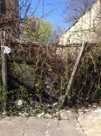 Germantown Avenue vacant lot -- overgrown